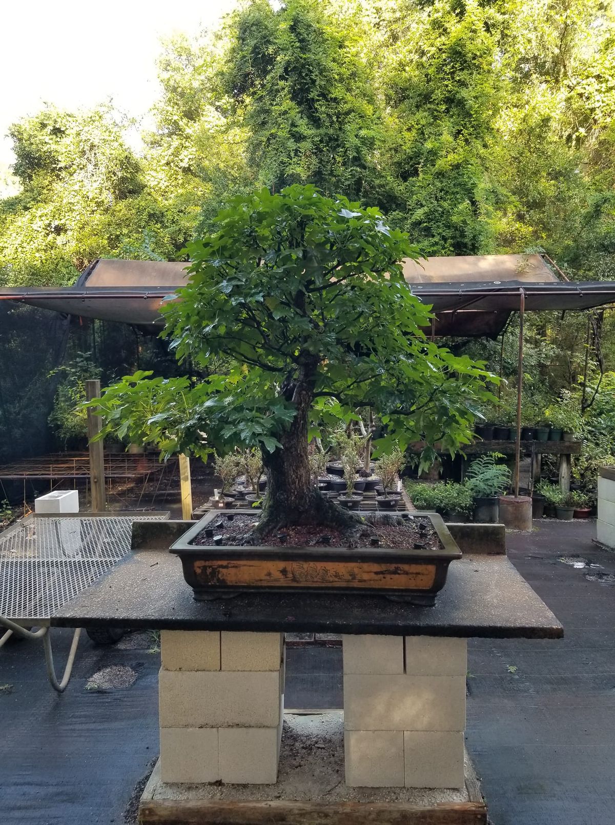 SCHLEY'S BONSAI FALL SALE