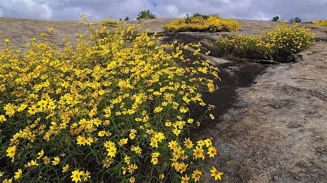 Sunset Wildflower Hike
