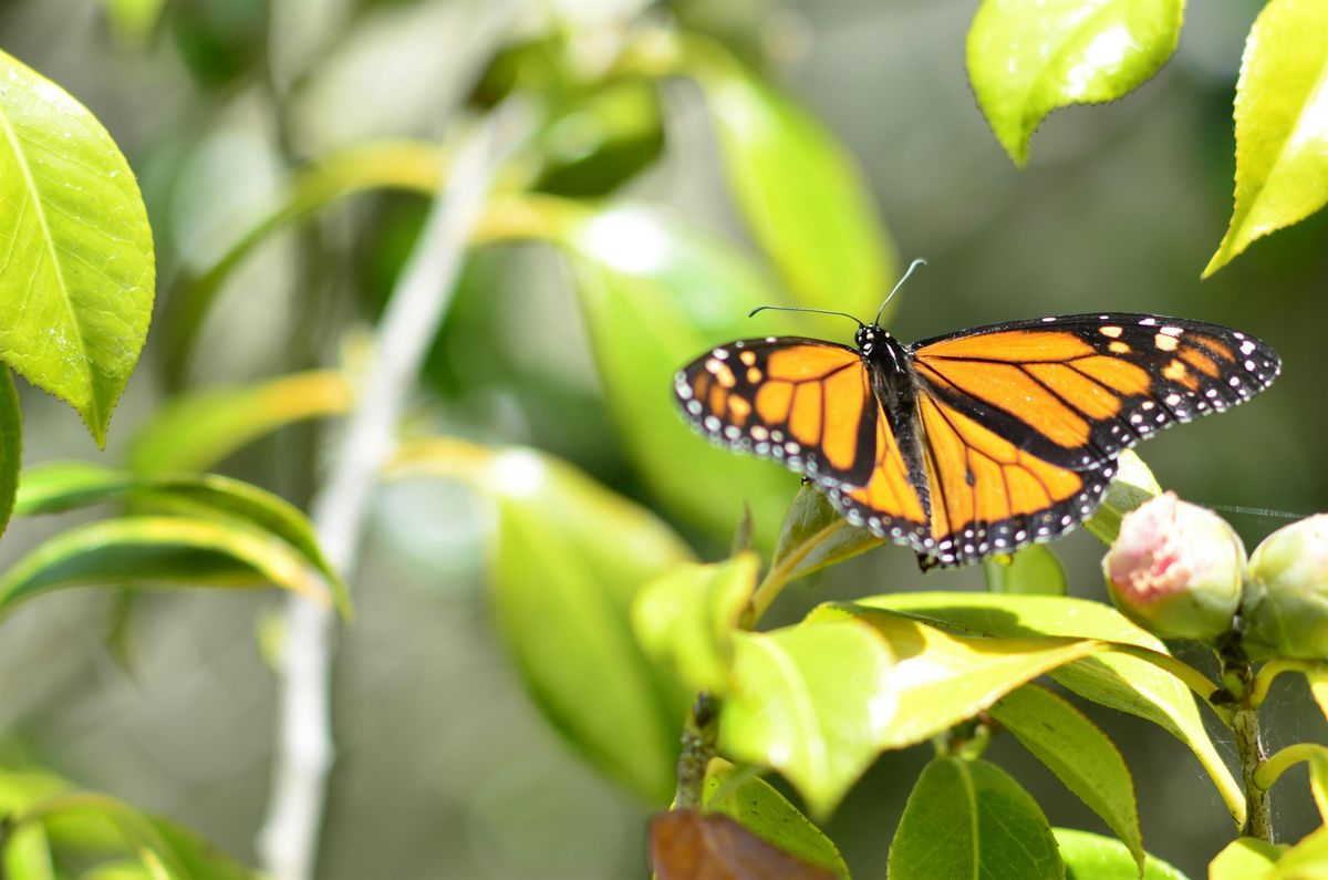 January 18 Pollinator habitat planting - Volunteer event