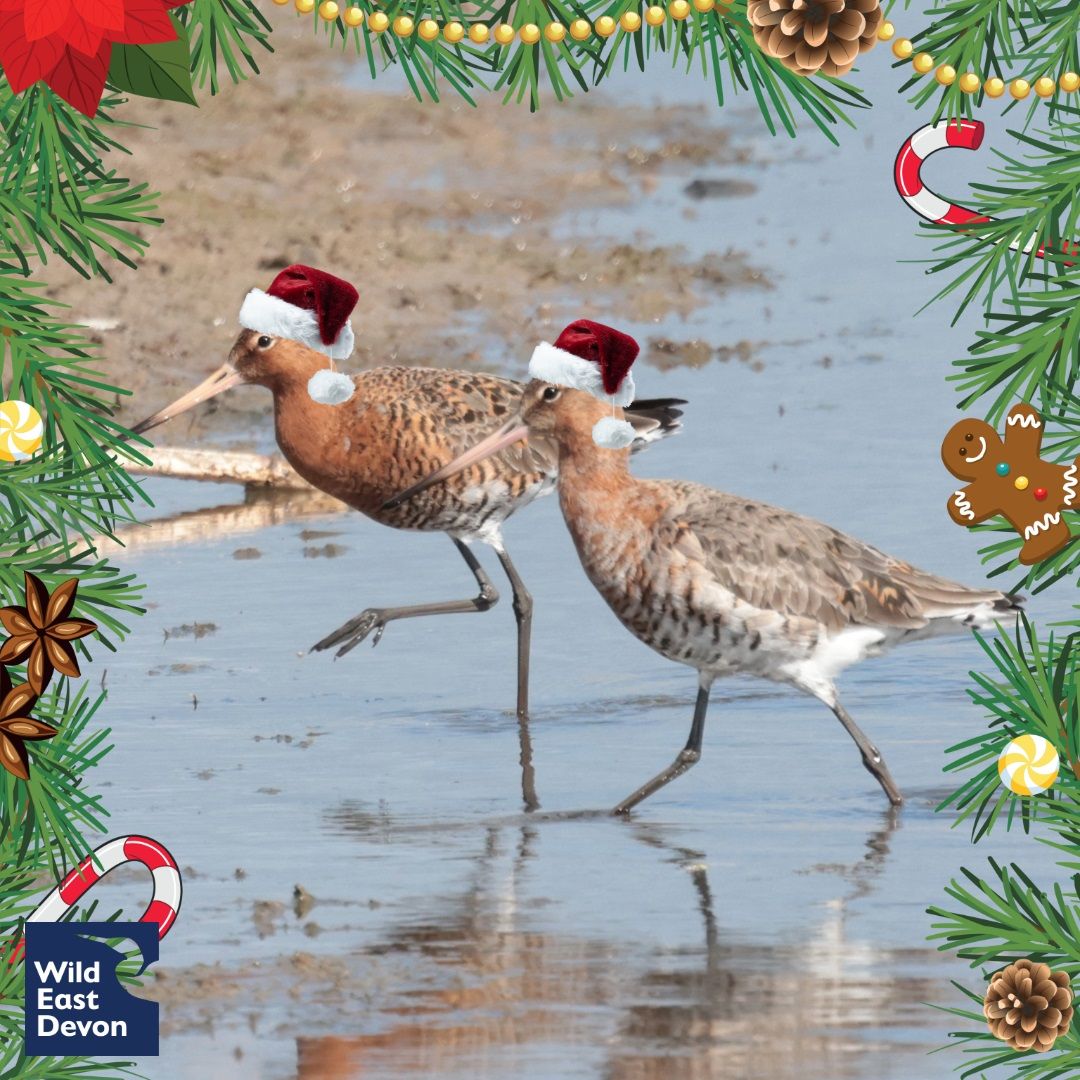 Christmas Guided Walk at Seaton Wetlands