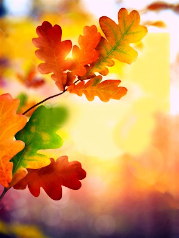 Picnic'n Paint in Central Park on October 19