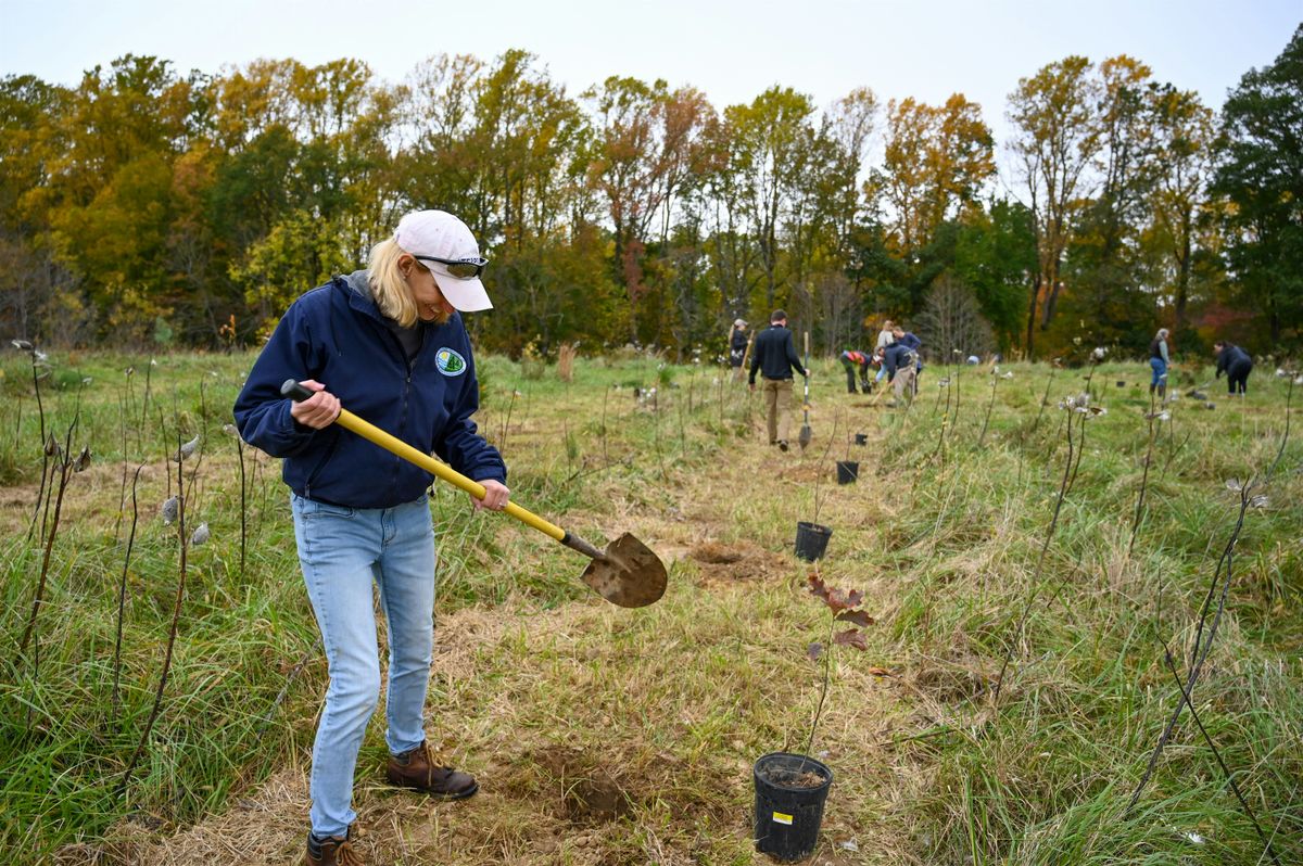 Fall Tree Planting