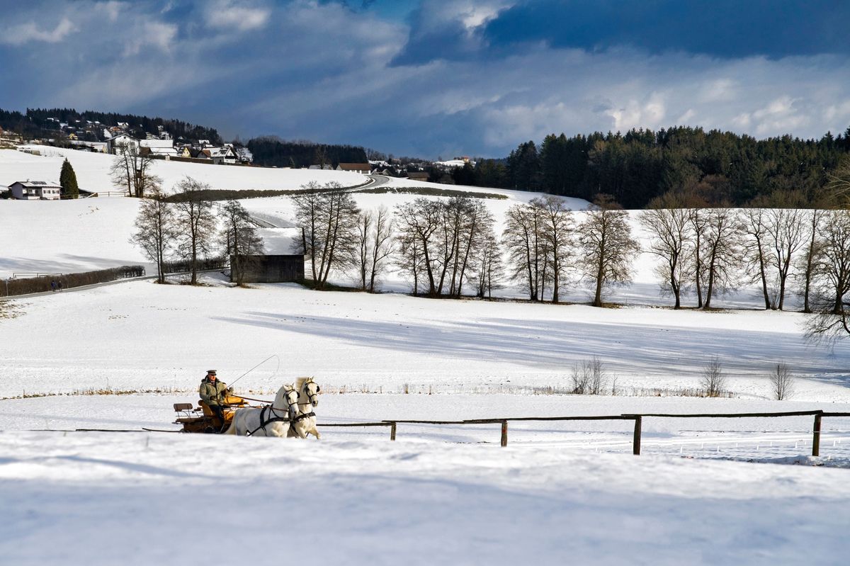 Lipizzaner-Kutschenfahrten im Advent