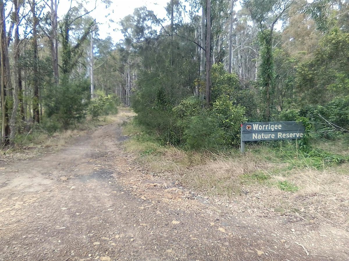 Bushwalk in Worrigee Nature Reserve