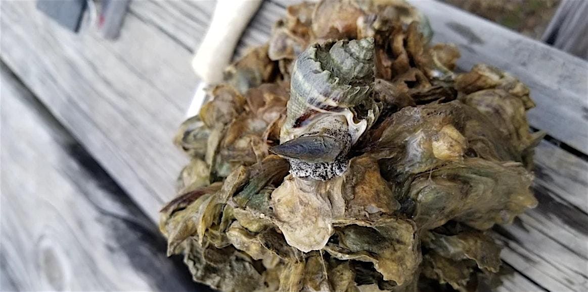 Apalachicola Bay Oysters