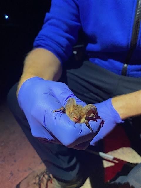 Bat Survey Licence Level 1 & Level  2  Workshop (CL17 & CL18)