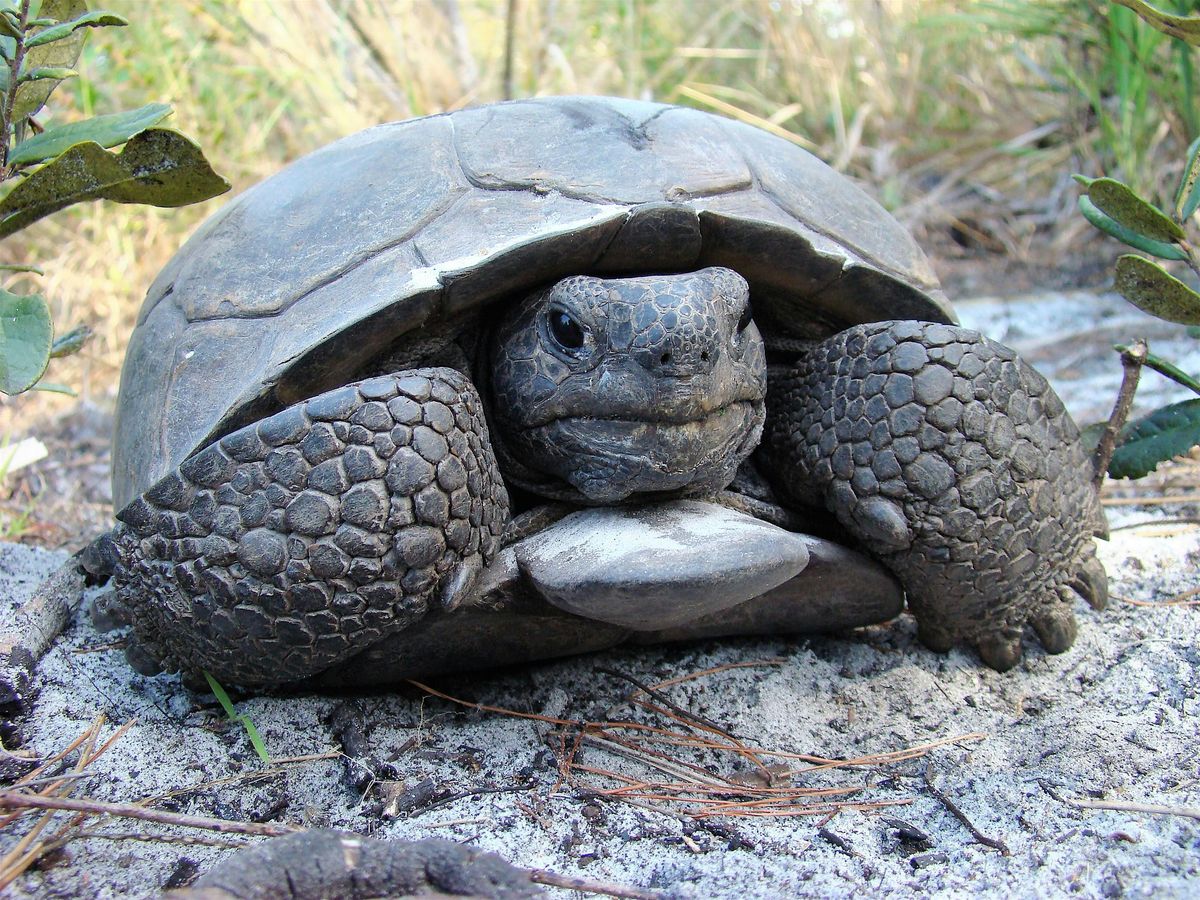 Gopher Tortoises + Prescribed Fire = Increased Biodiversity