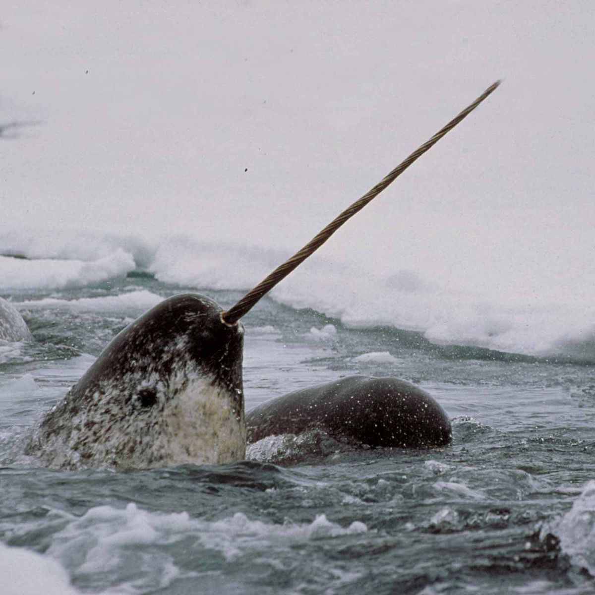 Opening Celebration: A Narwhal Carnival