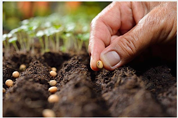 Get your Garden Growing: Basics of Vegetable Seed Propagation