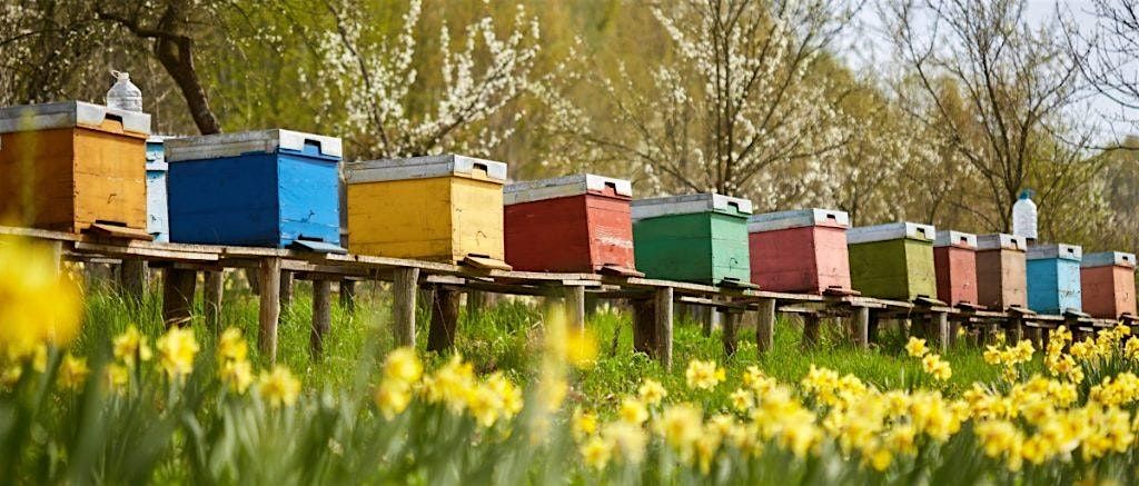 Beekeeping for Beginners