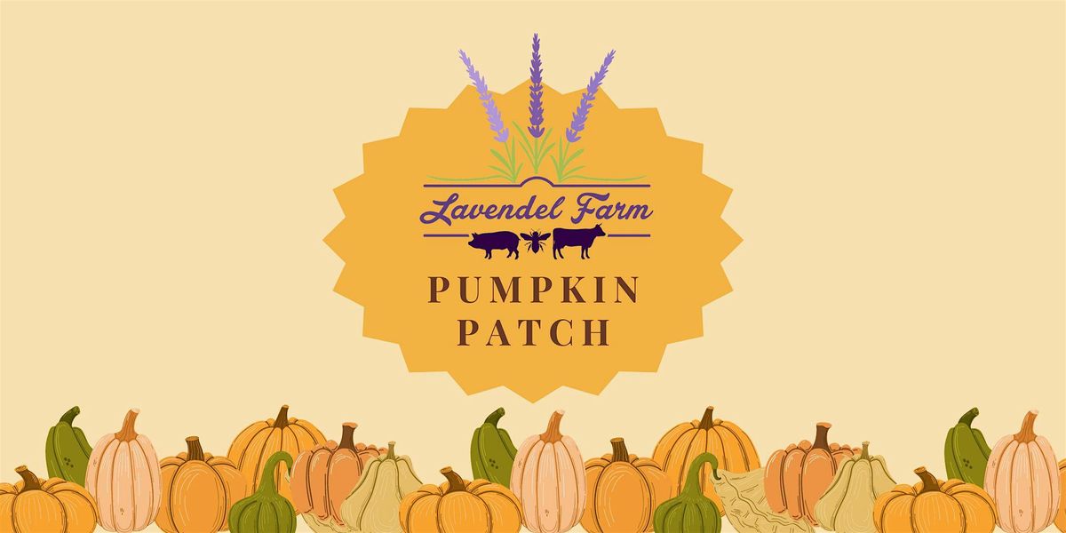 Lavendel Farm Pumpkin Patch