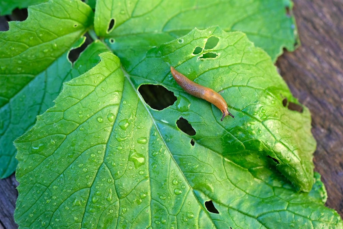 Slug Hunting: Know Your Enemy at Stark