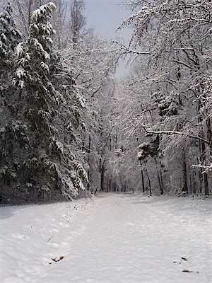 A Winter Tree-mendous Hike