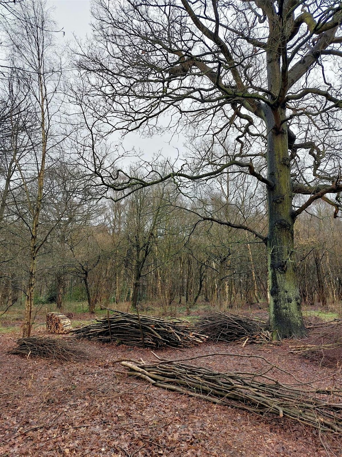 Practical Woodland Management: Traditional Coppicing and Heritage Crafts