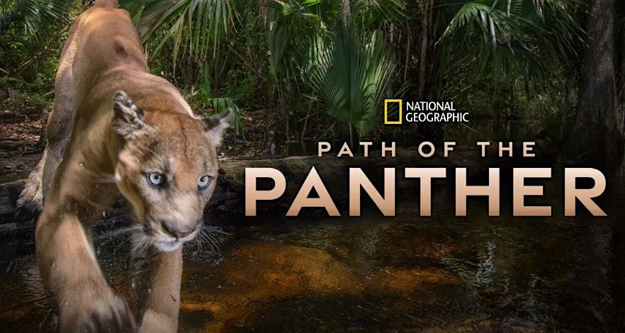 Wild Nite Nature Presentation - Path of the Panther