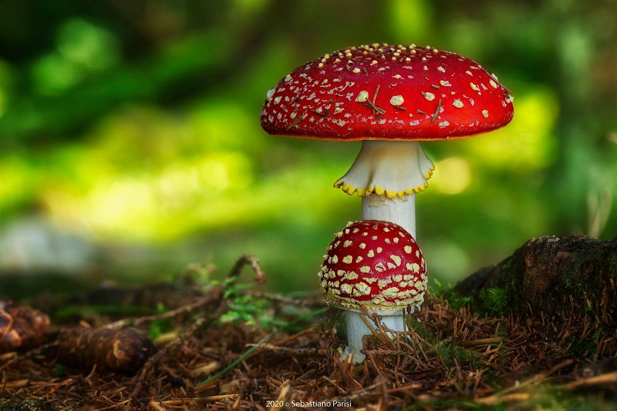 Fungus Among Us:  Look-A-Likes & Mushroom Toxicity with BaltiSpore