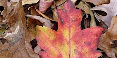 City of Forest Day Hike Through LaTourette Park