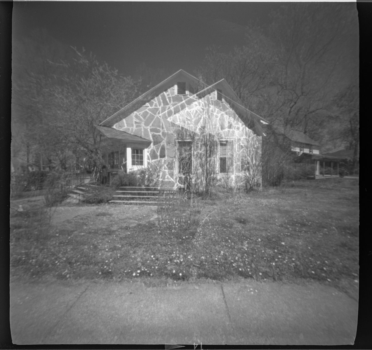 Ozark Giraffes at Mount Sequoyah