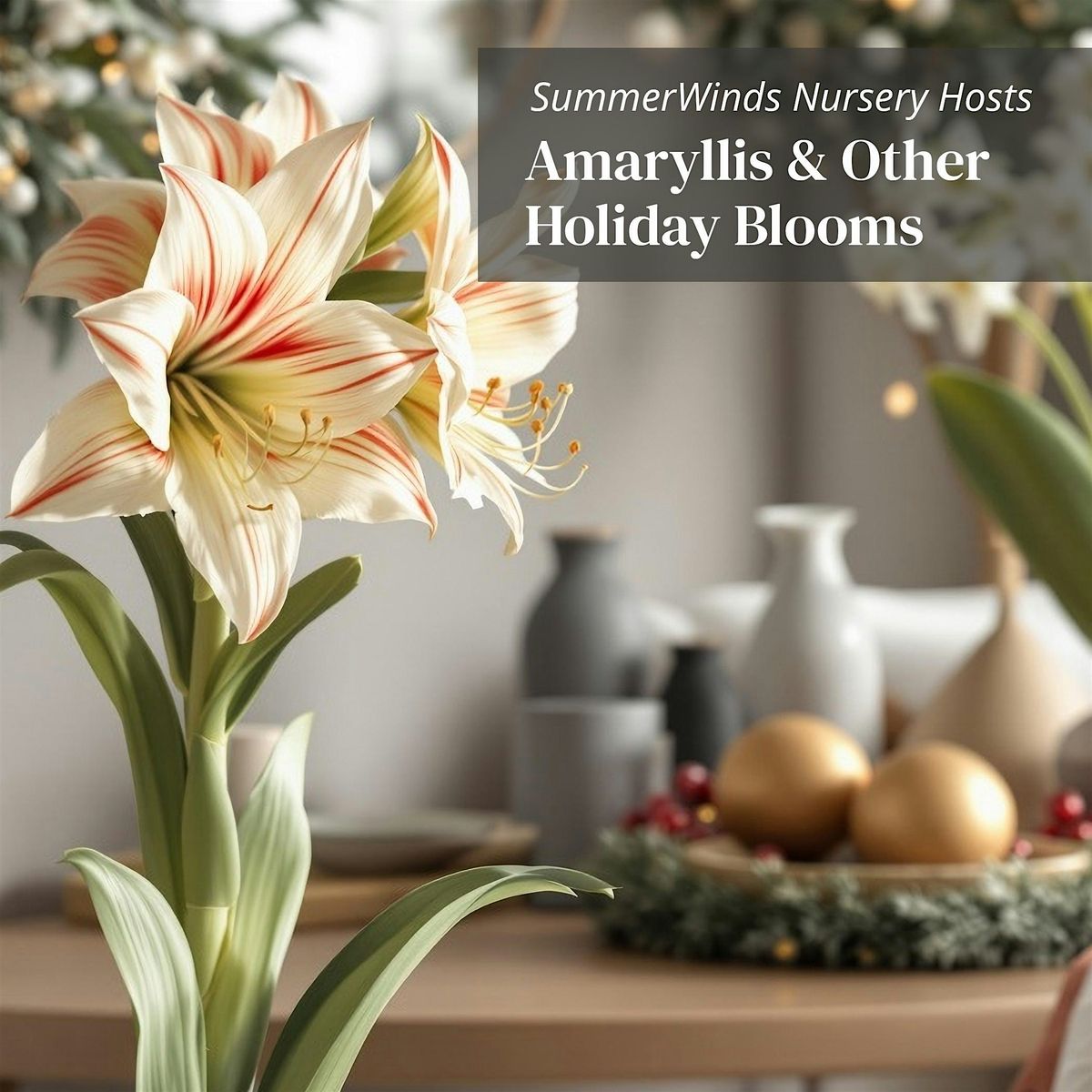 Amaryllis & Other Holiday Blooms Tips for Growing & Styling - Dublin