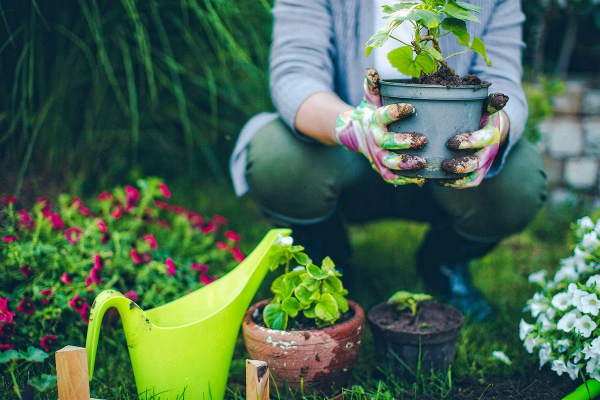 Plant Swap and Morning Tea