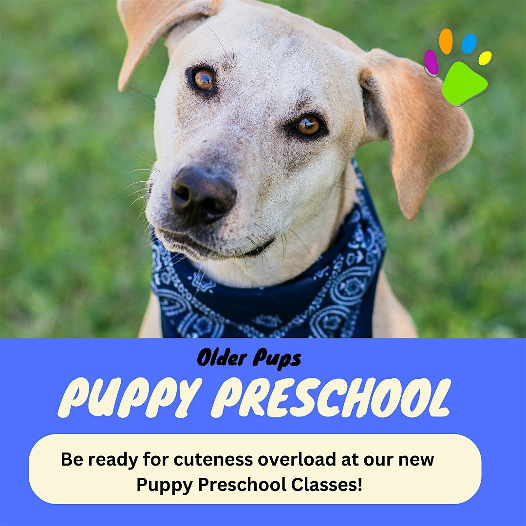 Puppy Preschool Term (older puppies)