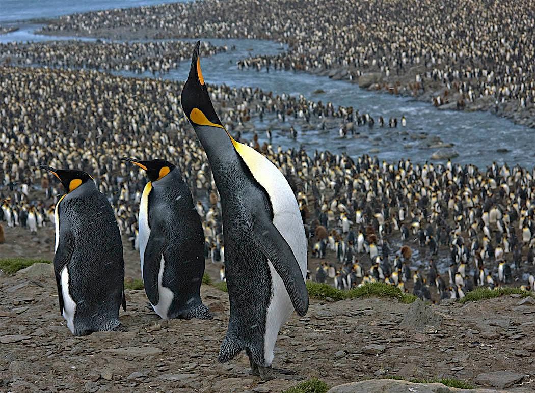 A Photographic Tour of Antarctica, The Falklands, & South Georgia Islands