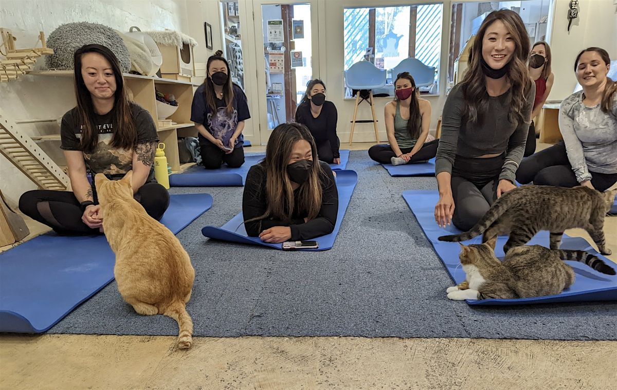 Purrlates (Entry Level Pilates Class) at KitTea Cat Lounge