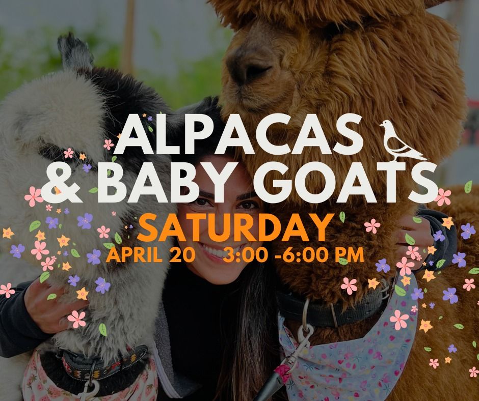 Alpacas & Baby Goats at Eavesdrop! 