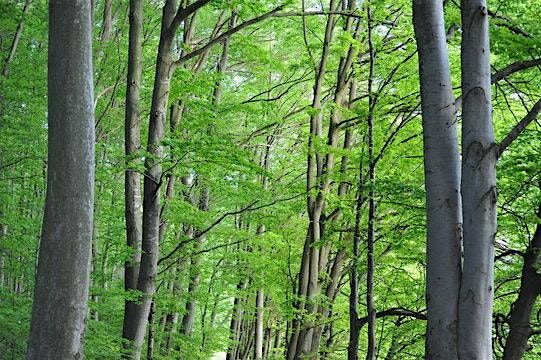 Enterprise Tree Planting & Giveaway