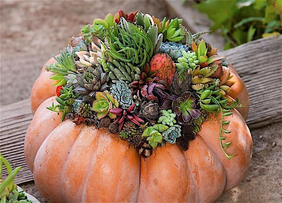 Pumpkin - Succulent Centerpiece DIY Class