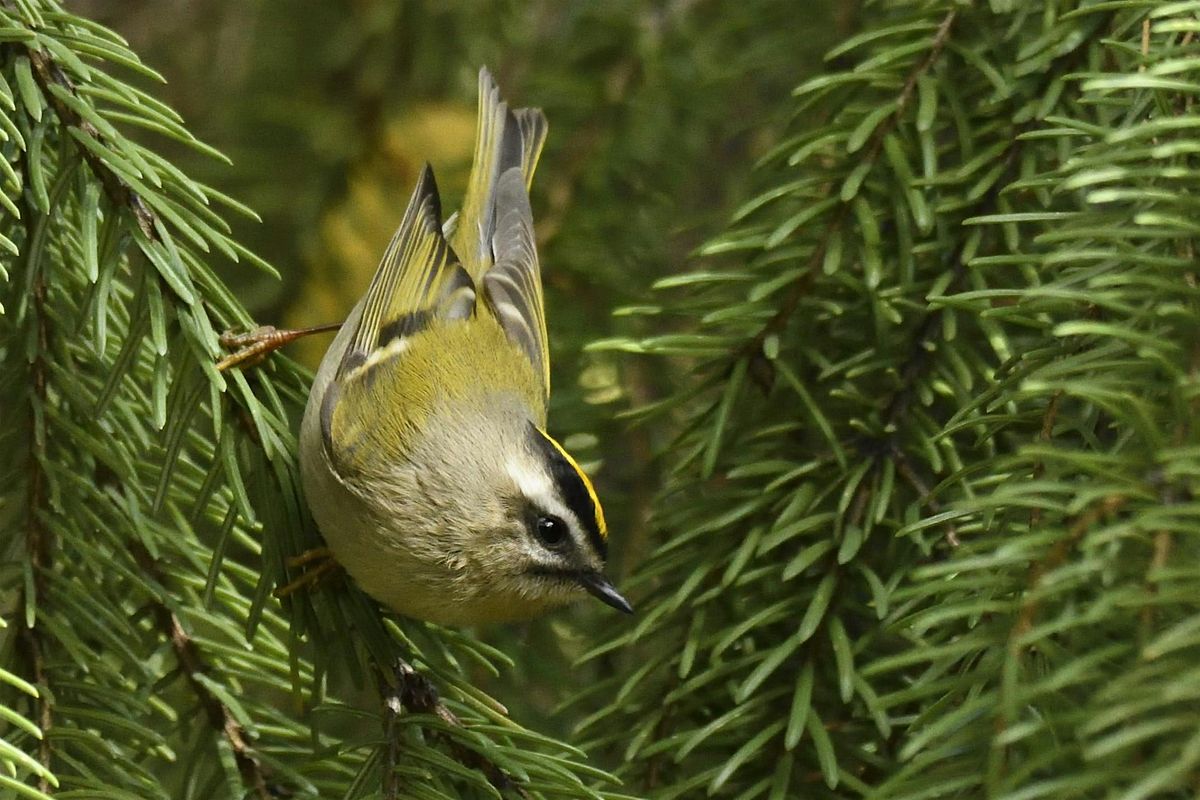 Wednesday Birders at Canyon Hill Cemetery