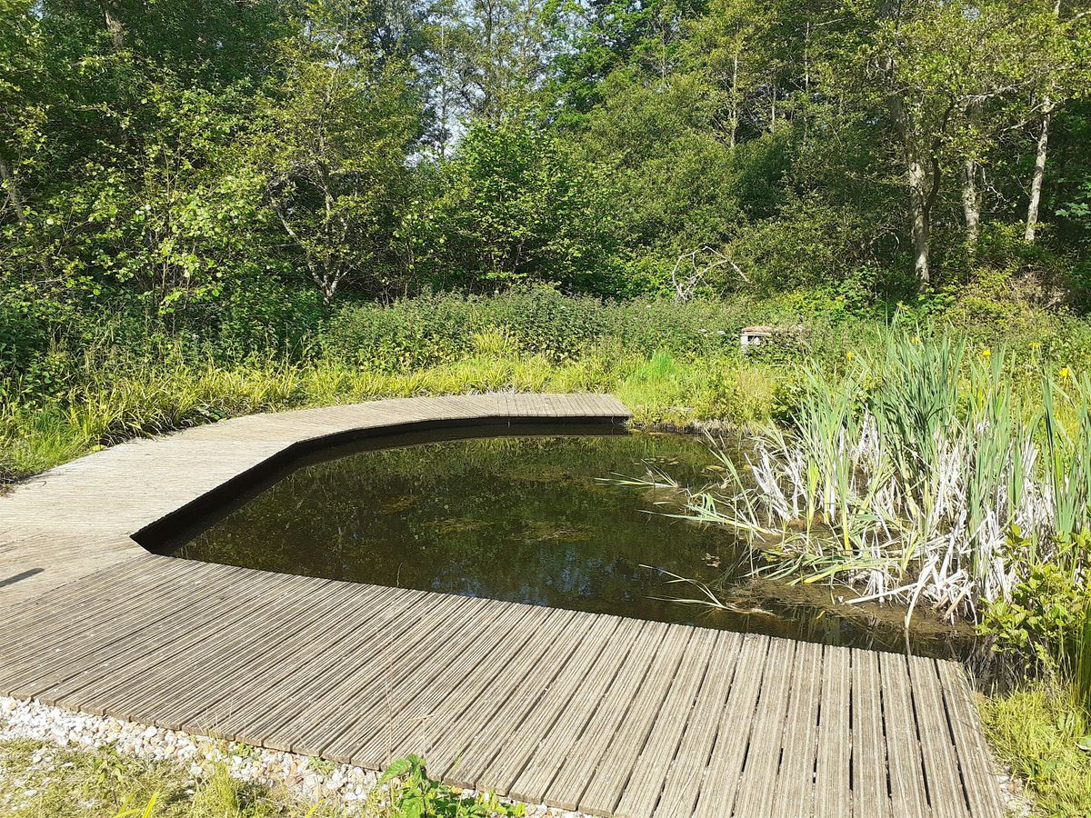 Blashford Lakes: Family Pond Dipping Morning