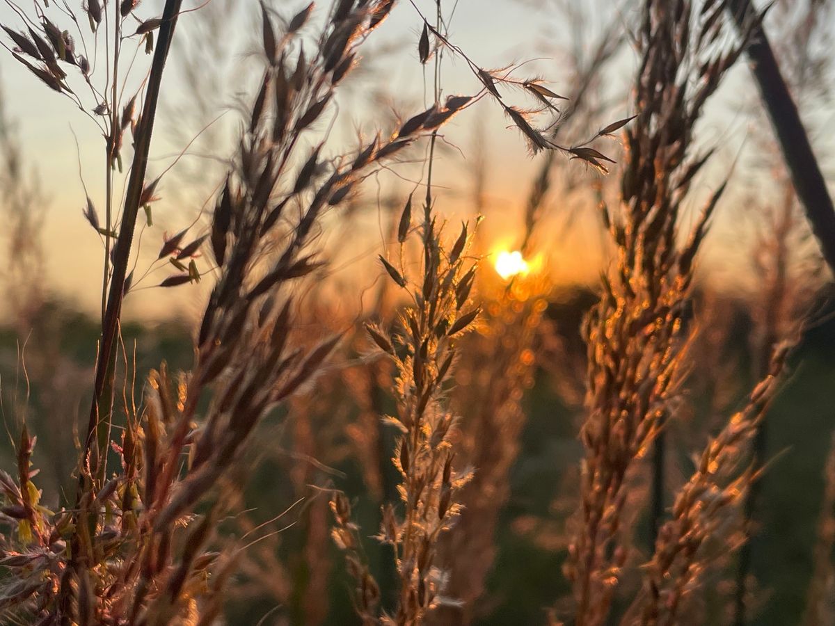 Volunteer Land Stewardship - Blazing Star Prairie