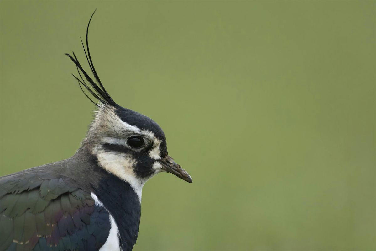 Poetry Workshop: Writing Birds with Tom Branfoot