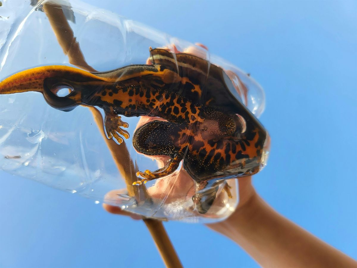 Great Crested Newt \u2013 Working Towards a Licence in Peterborough