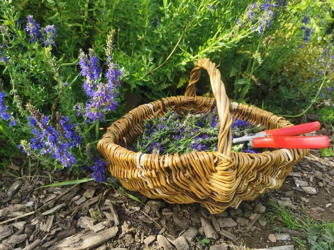 Willow Basket Weaving - Harvest Basket - January 2025