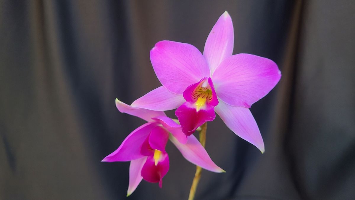 Sacramento Orchid Society March Meeting