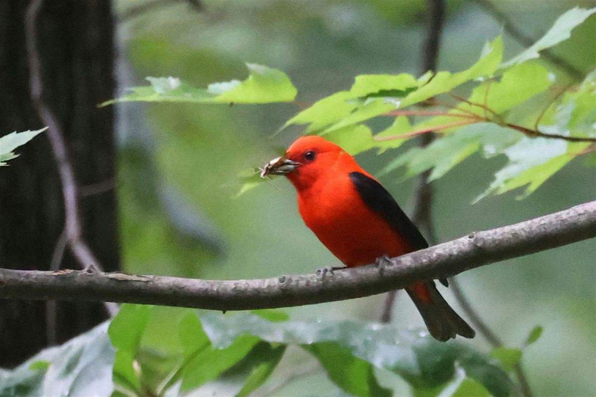 Rolling Ridge Bird Walk