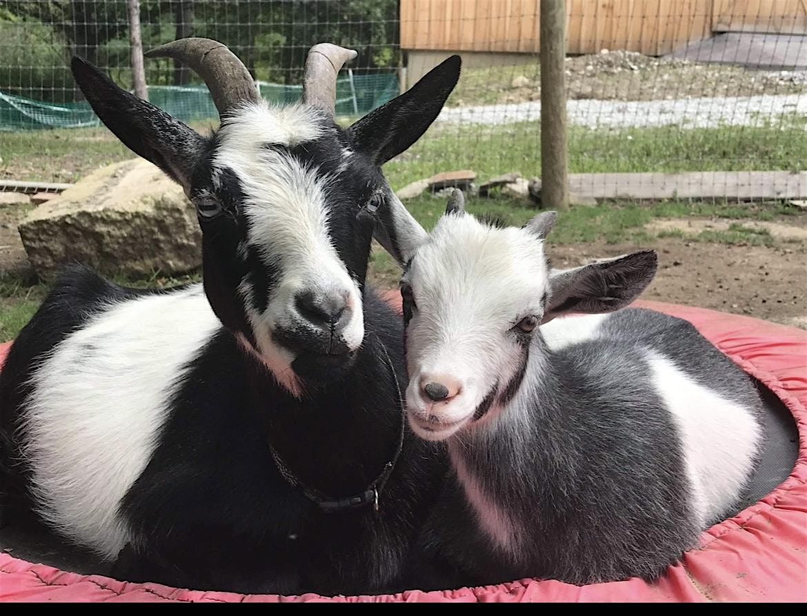 Goat Milk Soap Making