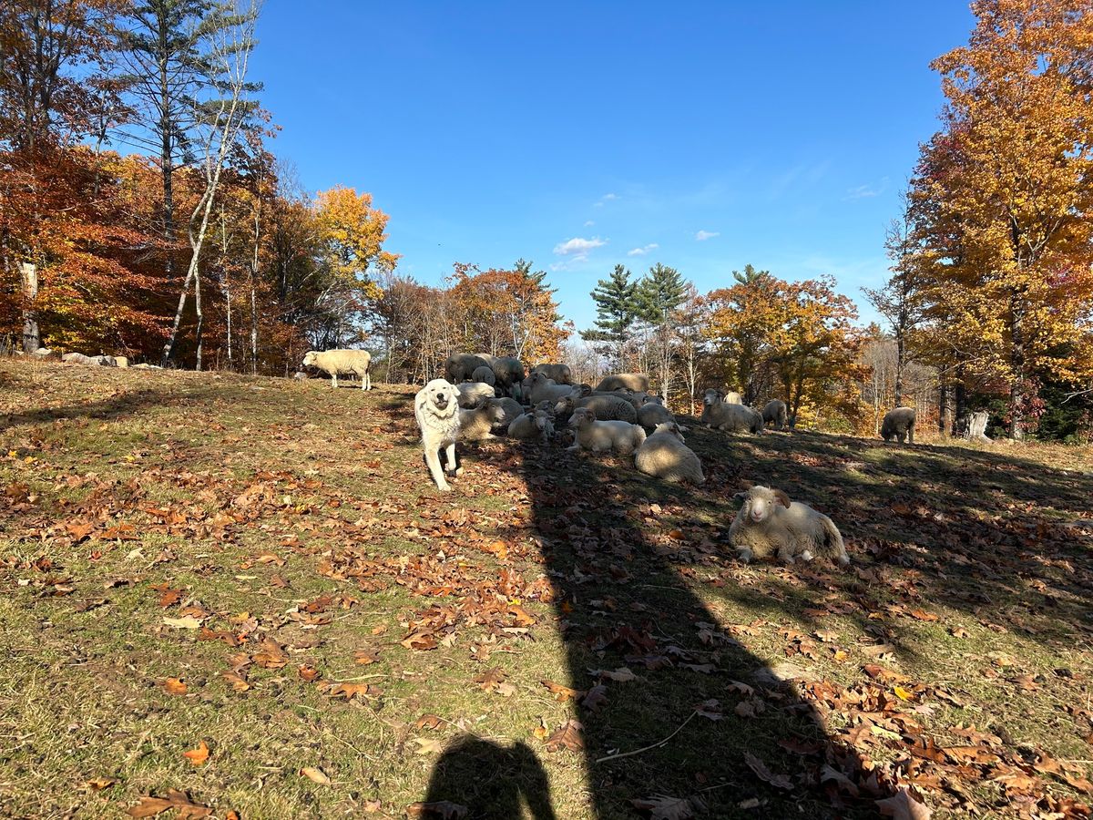 Shearing Day!