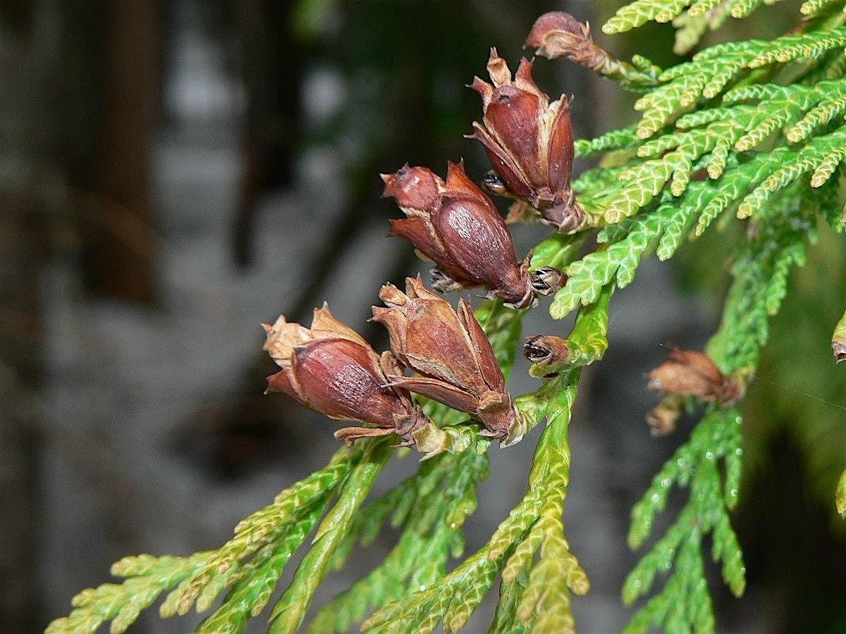 Winter Skills of a Naturalist: Winter Botany Review