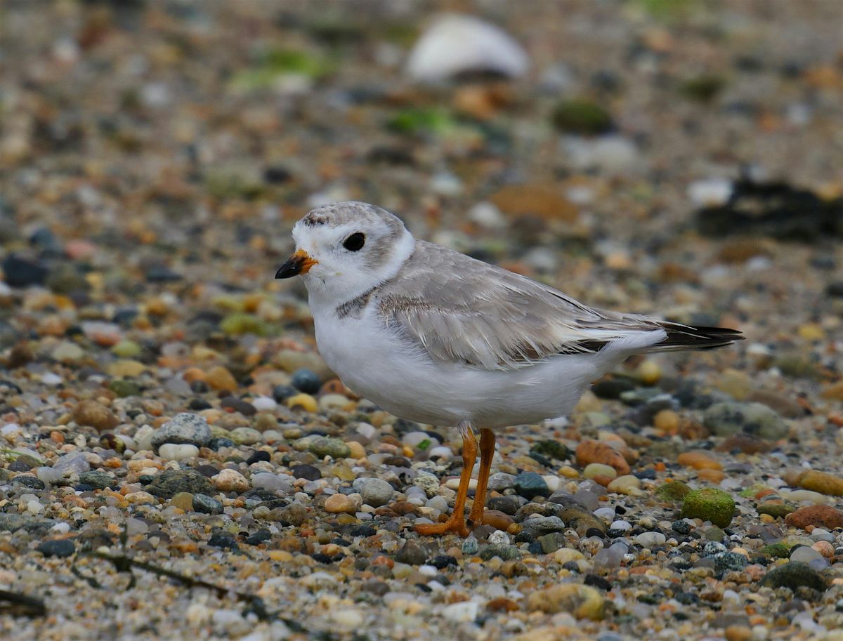Migratory Bird Day