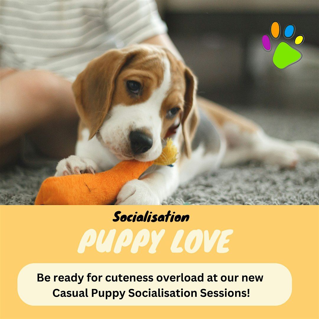 Puppy Love Socialisation Session