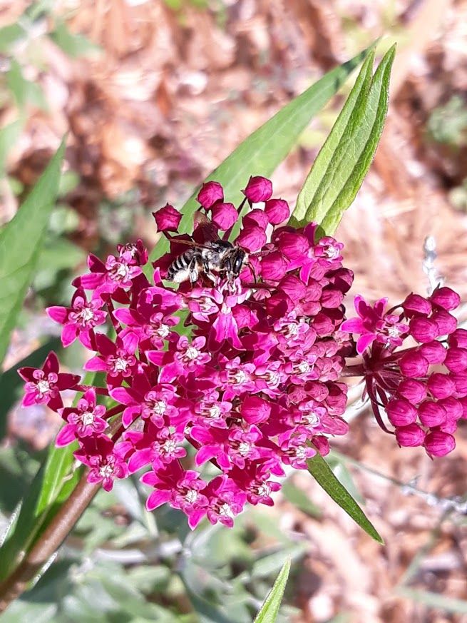 The Many Minnesota Milkweeds