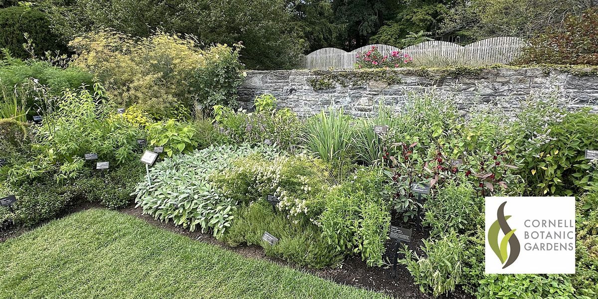 Herbs for Emotional Health: Walk, Learn, and Sip