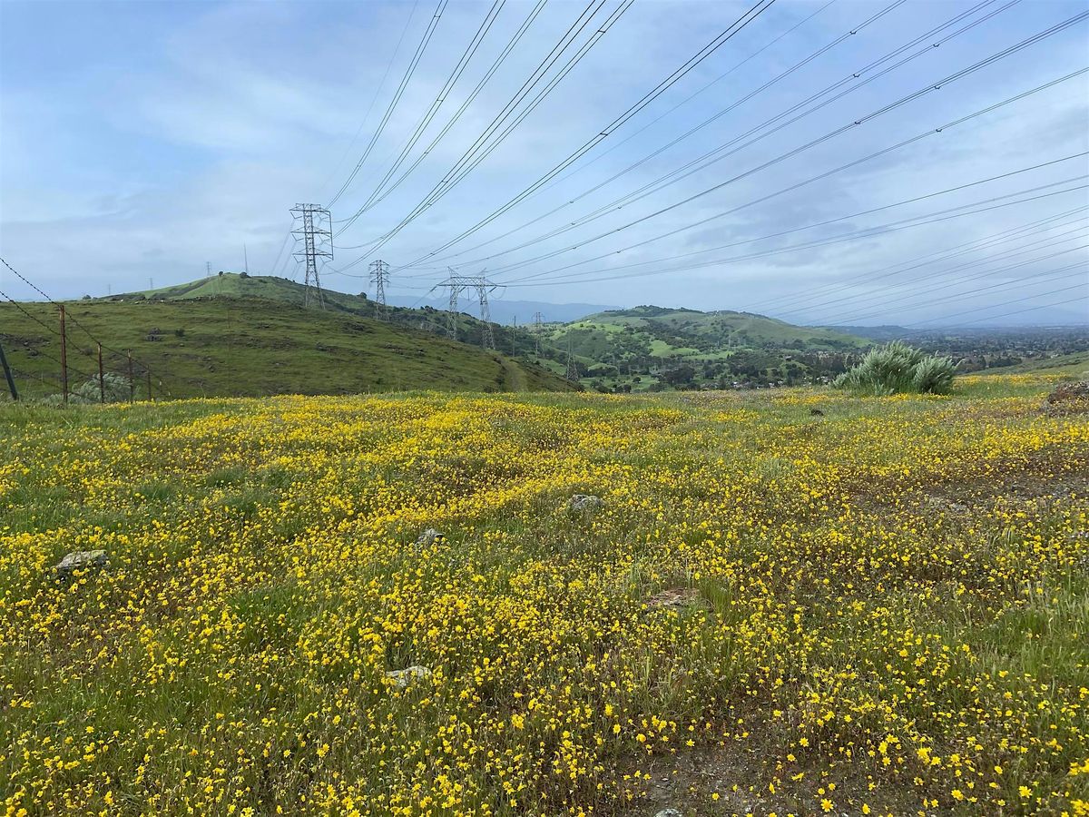 Wildflower Hike at Tulare Hill