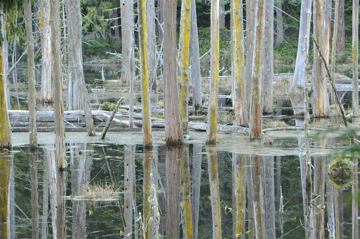 November Senior Stroll