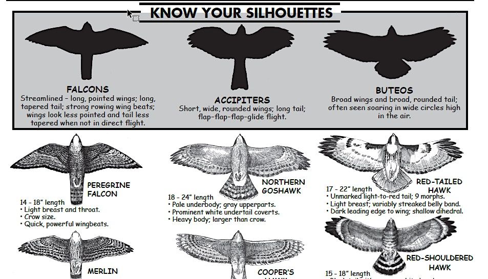 Sky Watch for Audubon Christmas Bird Count