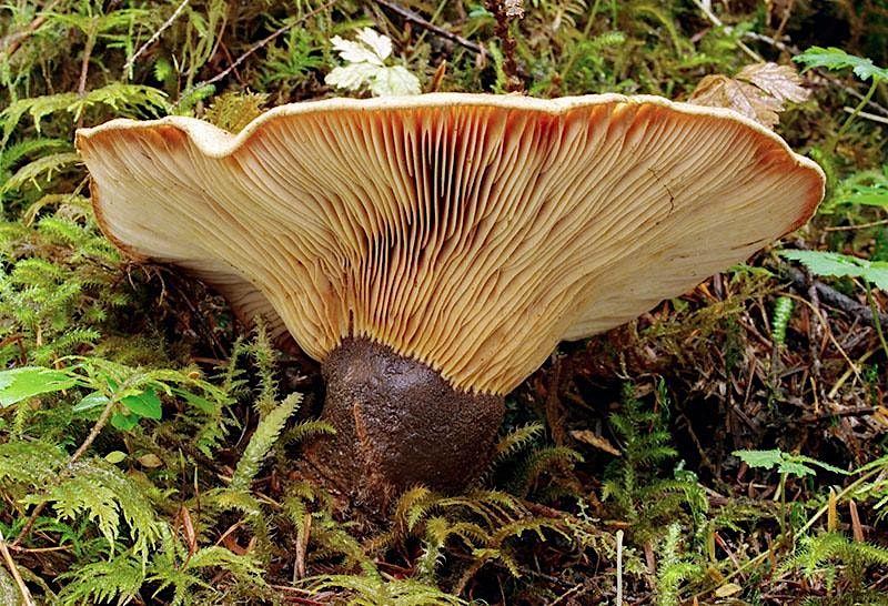 Wild Mushroom Show!