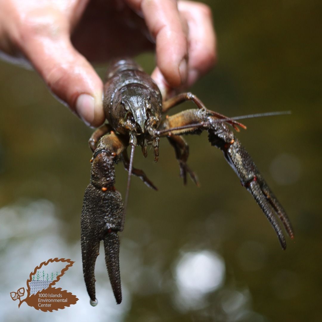 Crayfish and Critter Hunt